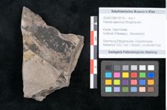 Foto (Objekt + Etikett) von Haastia speciosa Ettingshausen (NHMW-GEO-2024-0188-10214)